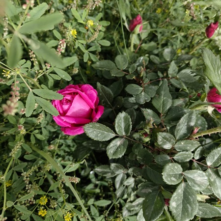 اعلام جامعة بابل - كلية الادارة والاقتصاد