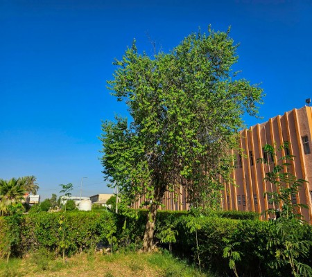 Media of University of Babylon - كلية الطب