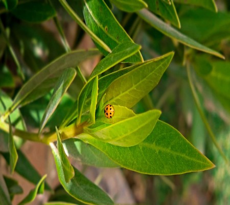 اعلام جامعة بابل - كلية الطب