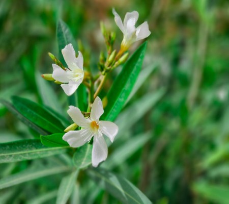 اعلام جامعة بابل - كلية الطب