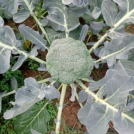 اعلام جامعة بابل - كلية العلوم