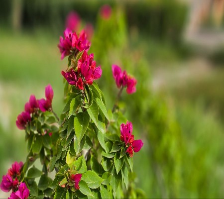 اعلام جامعة بابل - كلية الطب