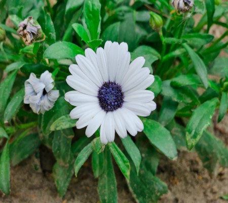 اعلام جامعة بابل - كلية الطب